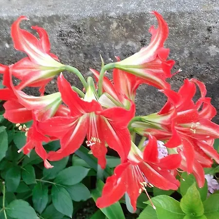 Casa Giulia Apartment Levanto