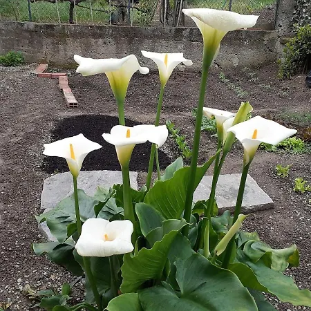 Apartment Casa Giulia *