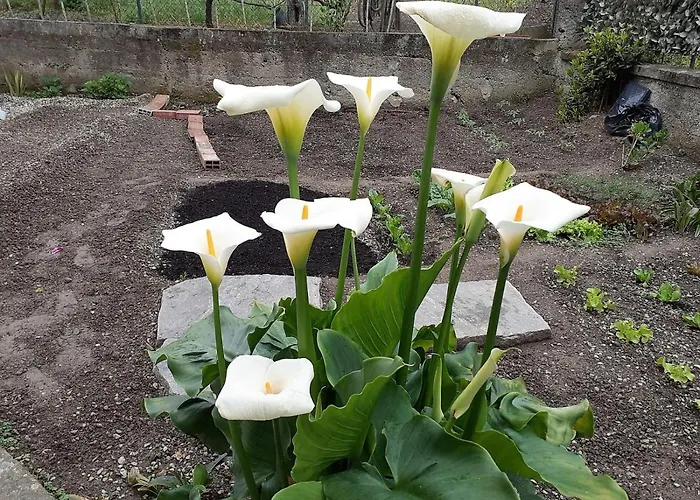 Apartman Casa Giulia *