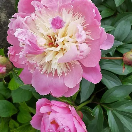 Casa Giulia Апартаменты