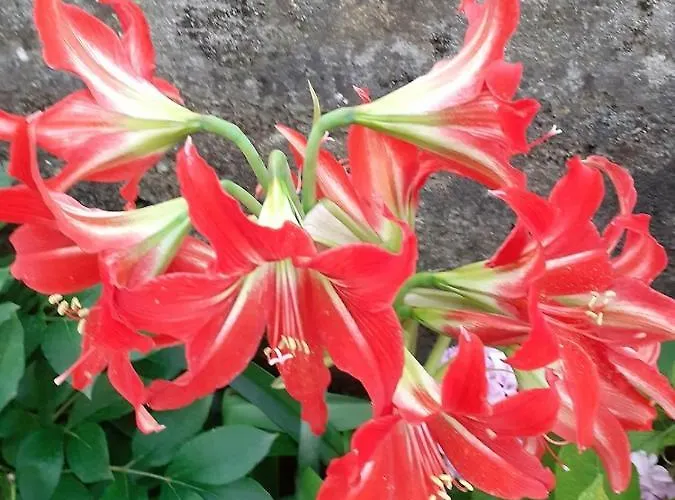 Casa Giulia Apartamento Levanto